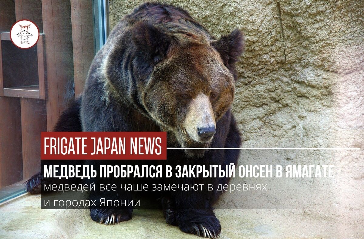 В Японии участились нападения медведей